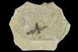 Fossil March Fly (Plecia) - Green River Formation #135891-1